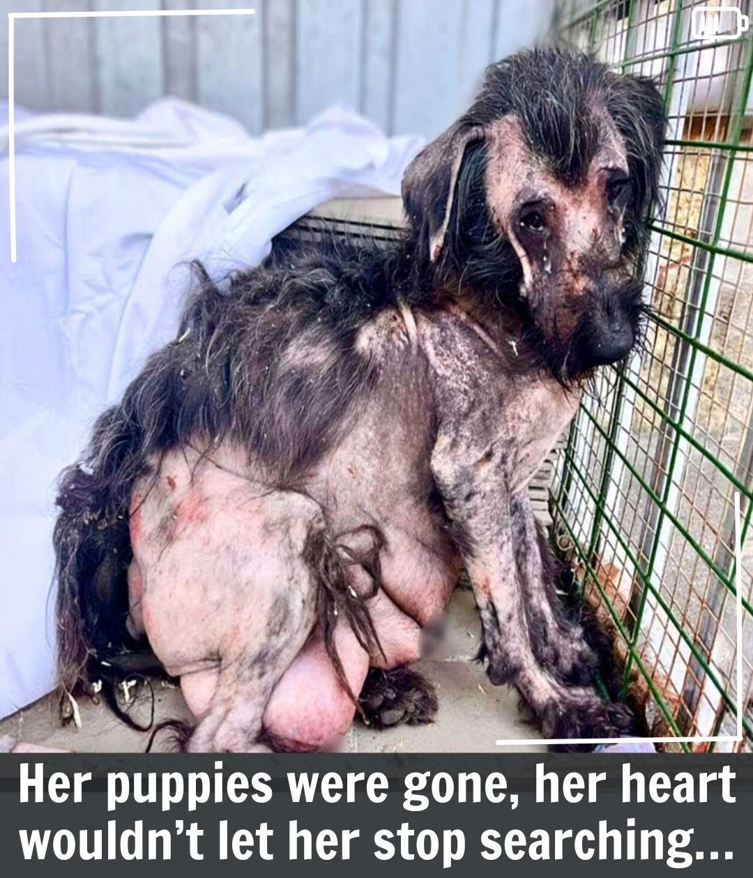 Heartbroken Mother Dog Finds Love After Losing Her Puppies