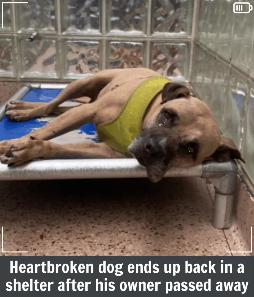 Heartbroken Dog Finds Himself Back in a Shelter After His Owner Passed Away