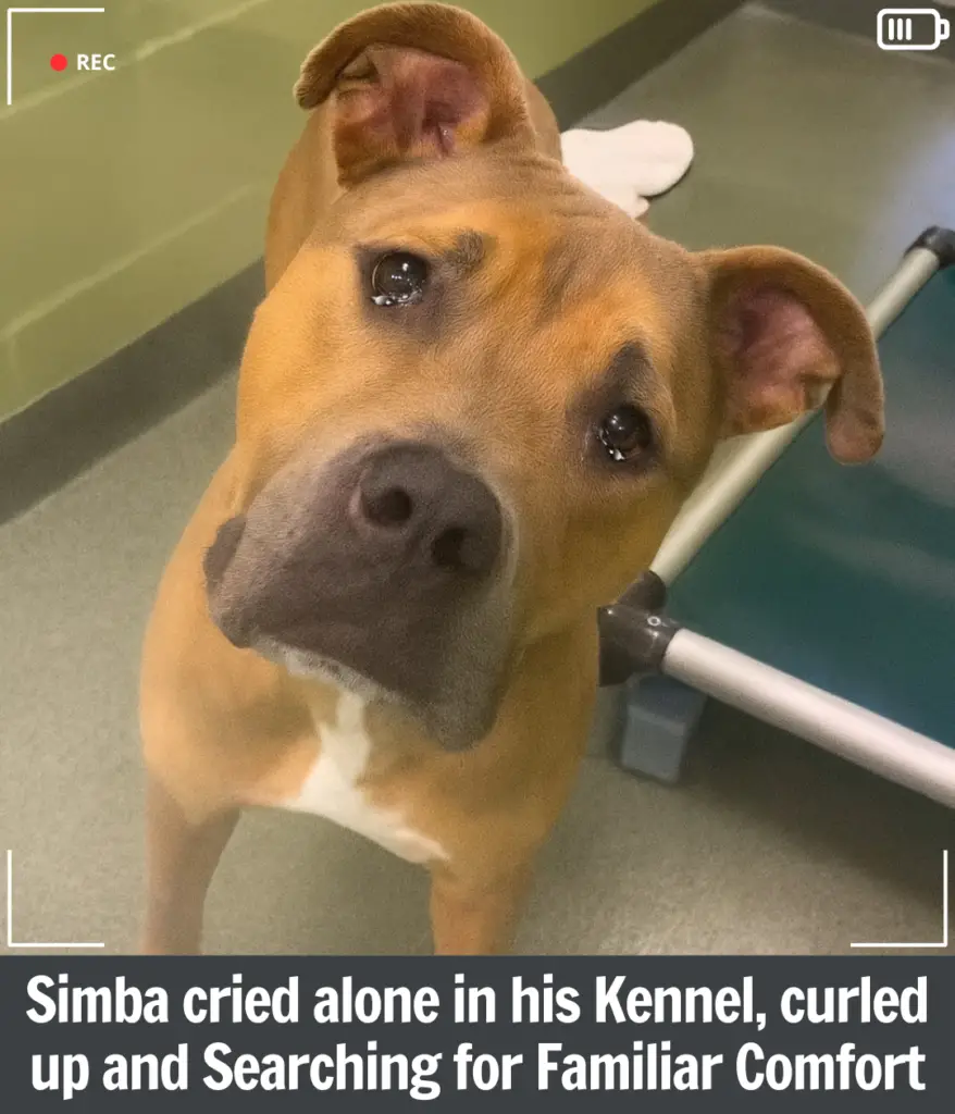 Sweet Simba: The Lonely Shelter Dog Whose Life Changed in a Single Moment