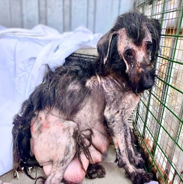 Heartbroken Mother Dog Finds Love After Losing Her Puppies