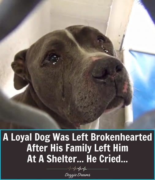 A Loyal Dog Left Behind: Blue’s Heartbreaking Fall and the Love That Slowly Healed Him
