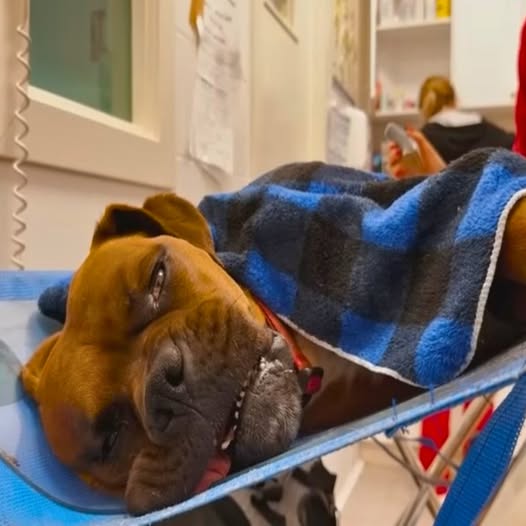 From Rescue to Strength: How a Puppy’s Transformation United a Community