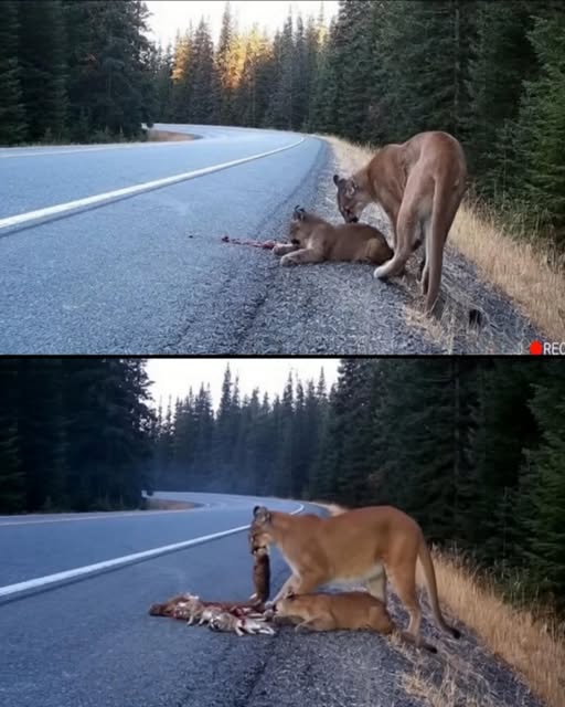 A Mother’s Devotion: The Mountain Lion Who Would Not Leave Her Injured Cub 2064