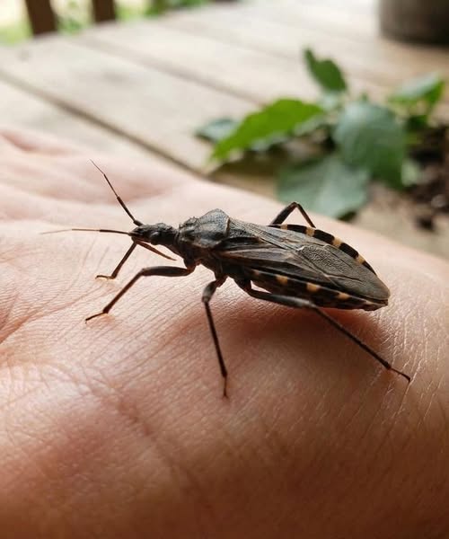 What to Know About Common Insect Bite Symptoms