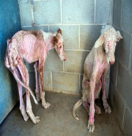 Emaciated Dogs Found Near University Spark Outcry and Urgent Call for Animal Welfare Reform