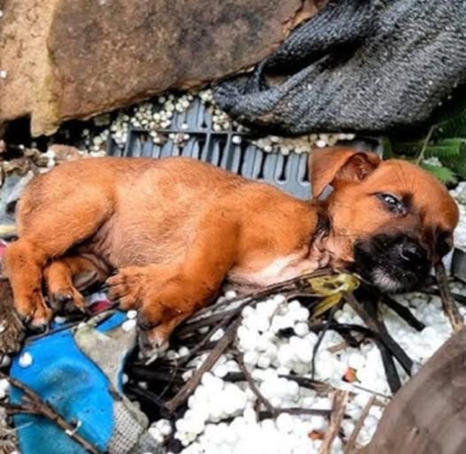 Abandoned Puppy at Construction Site Finds Hope Through a Friend’s Kindness