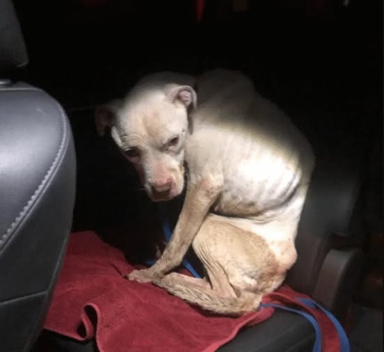 Starving Pit Bull Rescued From Abandoned Apartment Finds Love, Toys, and a New Life