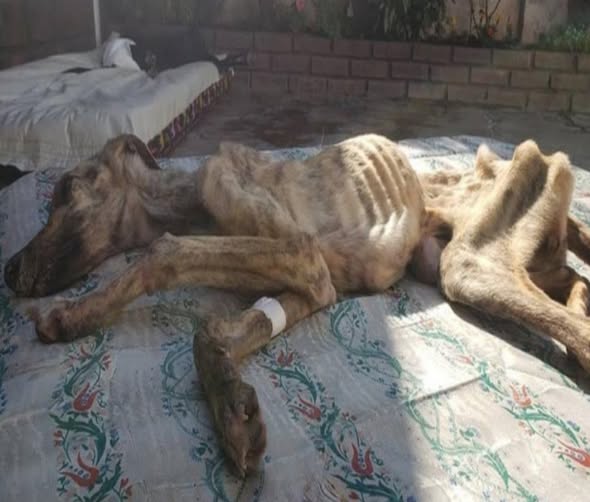 From Stray to Star: Lalita’s Heartwarming Journey to Health and Happiness