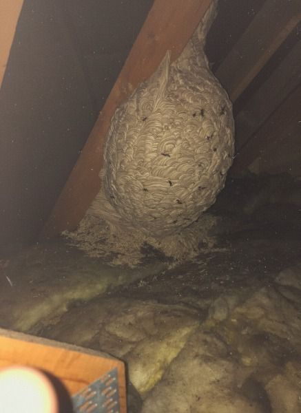 Unexpected Discovery in the Attic Leaves Man Speechless