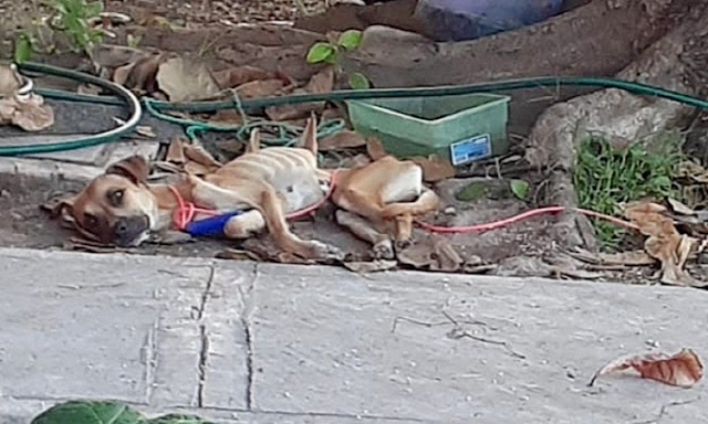 Resilient Eva Finds Love and Healing: From Paralysis to a Joyful Forever Home.1002