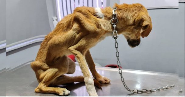 From Captivity to Freedom: The Inspiring Rescue and Transformation of Syrouz the Dog