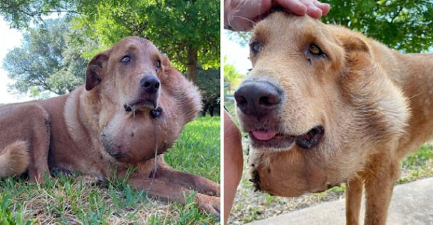 From Abandonment to Recovery: Jake’s Uplifting Journey of Healing and Hope