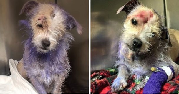 From Trauma to Triumph: Violet’s Inspiring Journey of Healing and Hope