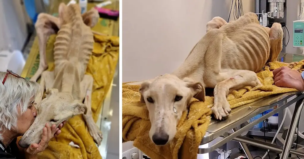 A Second Chance for Valentine: The Greyhound’s Journey from Despair to Love