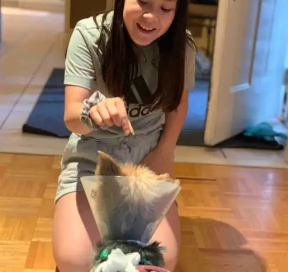 Brave Yorkie Saves 10-Year-Old Girl from Coyote Attack