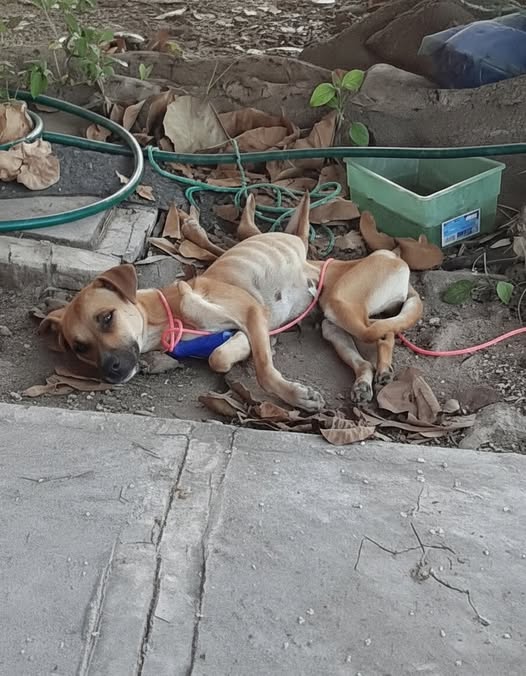 The Dog Who Refused to Stay Still: A Paralyzed Pup’s Impossible Journey to Love