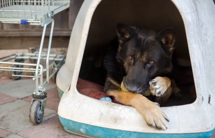 Feared Shelter Dog Spent 8 Months Locked Away — Until a 14-Year-Old Girl in a Wheelchair Changed Everything