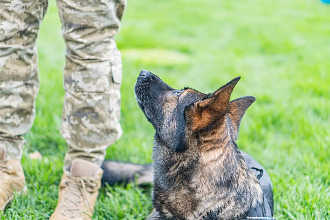 “A Veteran Visited His Retired Service Dog — The Dog Didn’t Remember Him at First, But What Followed Had Everyone in Tears”