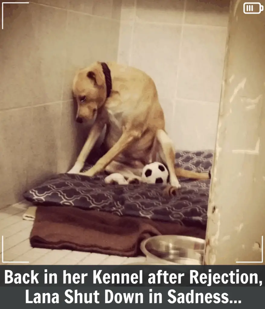 The Saddest Dog in the World Finds Her Forever Home