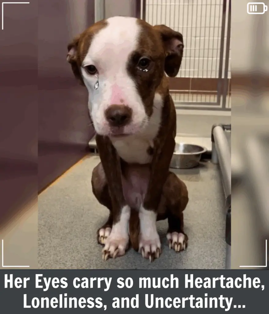 Toffee’s Miracle: From a Lonely Shed in Michigan to a Future Filled With Hope