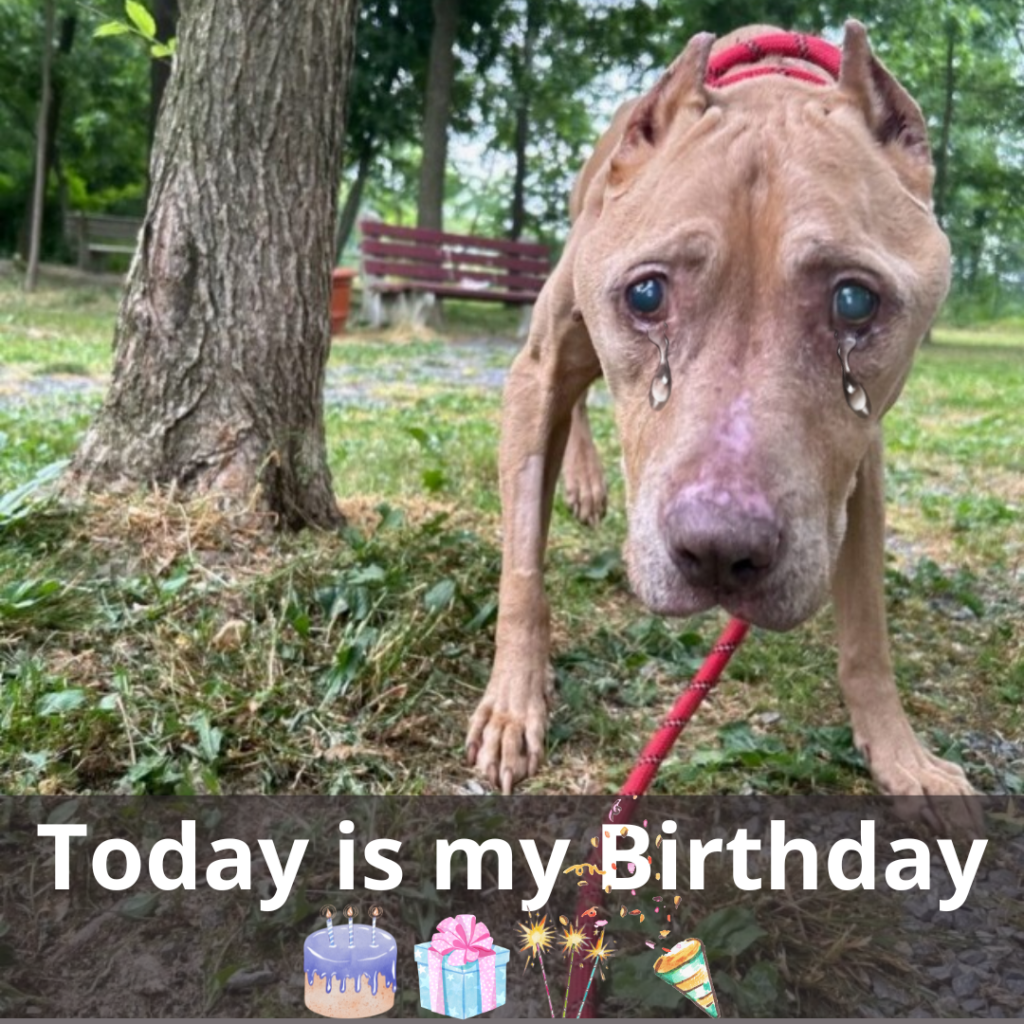 Happy Birthday, Buddy! A New Chapter Begins