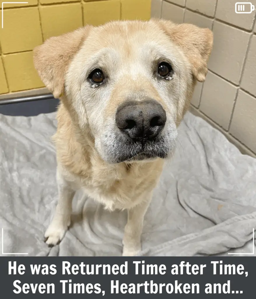 Senior Dog Returned 8 Times Finally Finds the Forever Home He Deserves