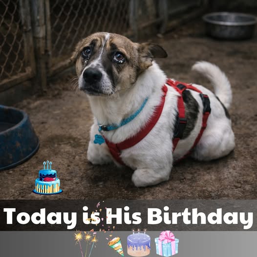 Ruben, the T-Rex Puppy: A Journey of Resilience and Hope