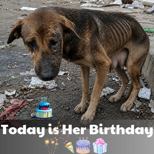 The Brave Mother Dog Who Survived the Fire: Her Journey of Healing and Hope Through Human Kindness