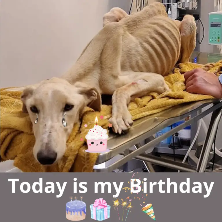 A Second Chance for Valentine: The Greyhound’s Journey from Despair to Love