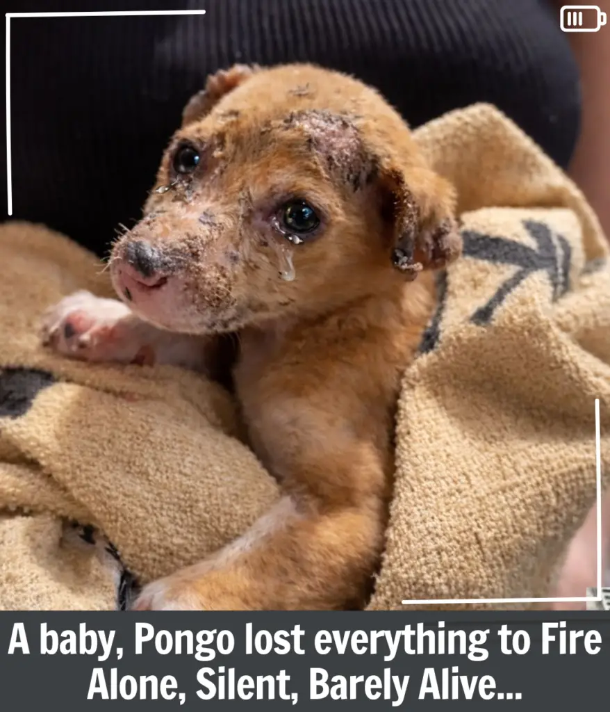 Burned Puppy Pongo Clung To Life After Fire Took Everything