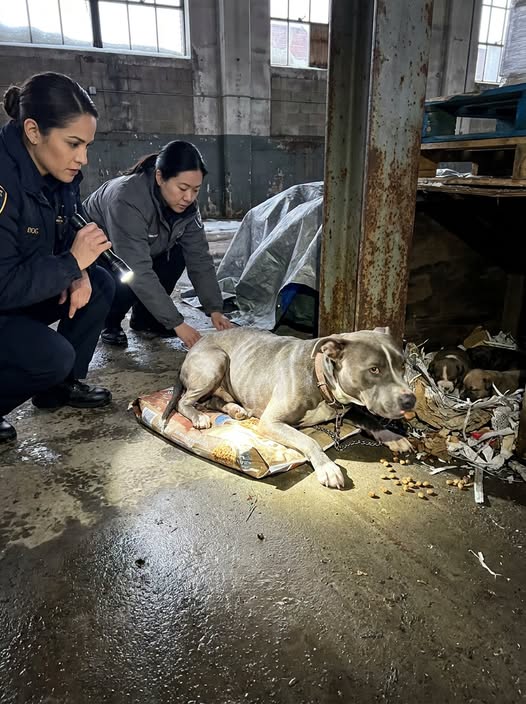 Part 2: We Found One Starving Dog Chained Beside Two That Had Died — Then She Dragged Herself Toward a Corner We Had Not Searched
