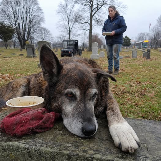 Part 2: A Dog Guarded One Grave for Three Years — Then We Learned the Dead Man Had Never Owned Him