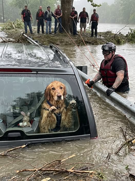 Part 2: A Soaking Stray Dog Dragged an Unconscious Boy from a Lake — Then Vanished Before the Child’s Parents Could Learn His Name
