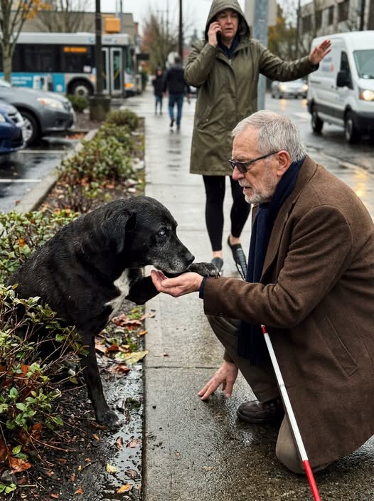 Part 2: A Blind Widower Heard a Wounded Dog Breathing Inside a Hedge — Then His Hands Discovered the Animal Could Not See Him Either