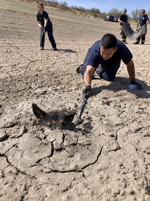 Part 2: A Police Officer Saw Two Ears Moving Above a Cracked Lake Bed — What He Found Beneath the Hardened Mud Led Two Homeless Dogs Back Home