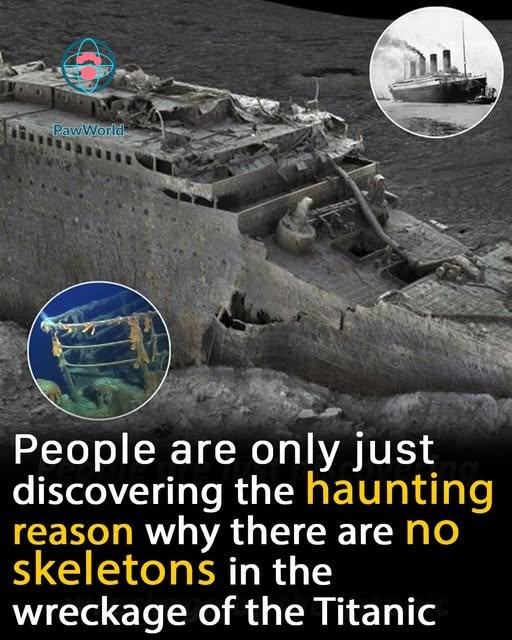 The Haunting Reason There Are No Human Skeletons in the Titanic Wreckage