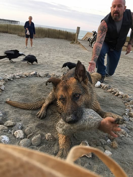 A Biker Watched a Shepherd Build a Hundred-Stone Circle Around Empty Sand — Four Years Later, the Dog Had Protected 3,000 Turtle Eggs