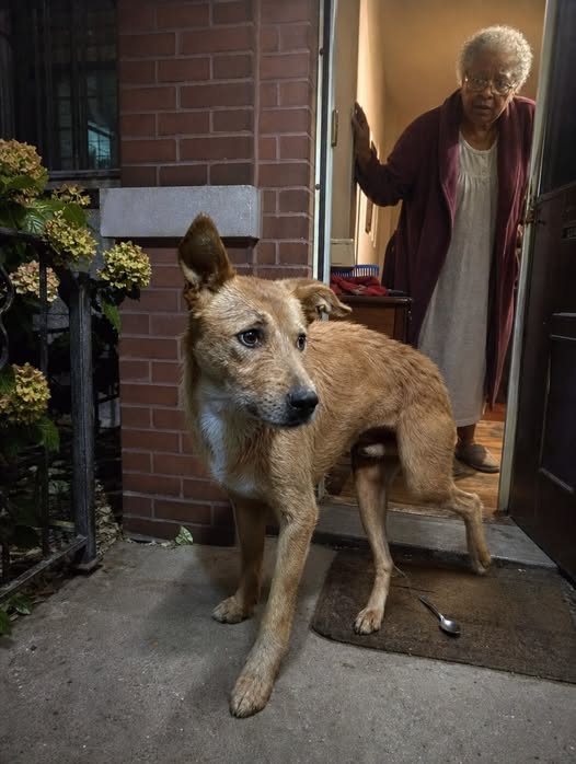 A Seventy-Nine-Year-Old Widow Found Small Objects on Her Porch Every Midnight — Following the Dog Who Left Them Led Her to a Child Living Alone