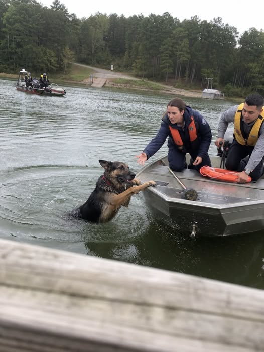 A German Shepherd Circled One Spot in a Tennessee Lake for Five Hours — What He Refused to Leave Gave One Family the Goodbye They Had Almost Lost