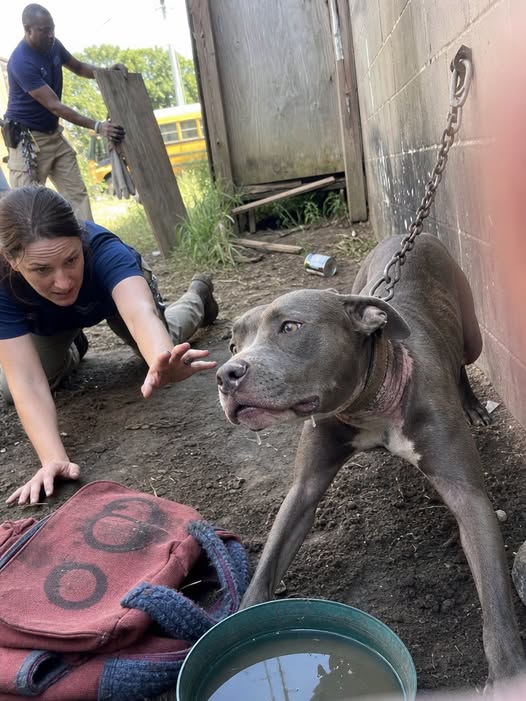 A Pit Bull Was Chained Too Short to Lie Down for Months — Her First Sigh Led Us to the Child Who Had Kept Her Alive