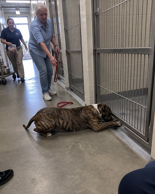 Part 2: The Adopted Pit Bull Kept Returning to an Empty Kennel—Then a Blue Hospital Crate Appeared