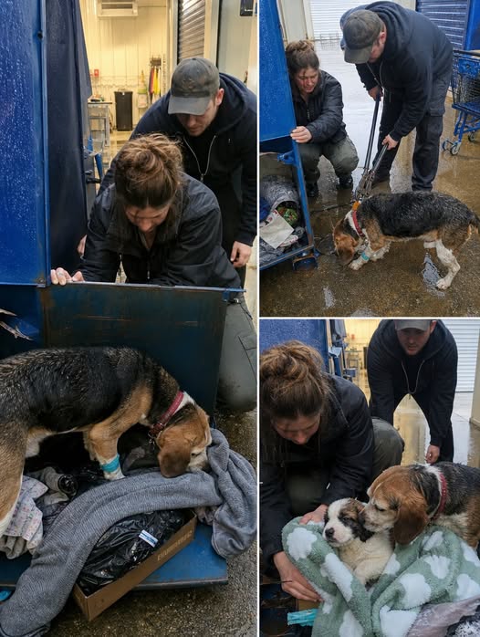 Part 2: A Beagle Barked at a Sealed Donation Bin for Three Days — What Lay Inside Was Too Weak to Answer