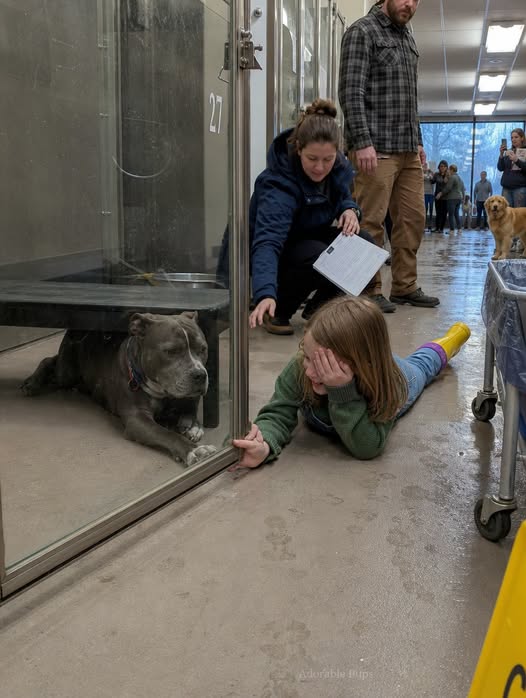 A Family Passed the One-Eyed Pit Bull—Then Their Daughter Covered One Eye and Made Him Reach Out