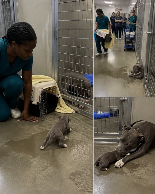 Part 2: The Pit Bull Mother Licked an Empty Kennel for 26 Days — We Misread Every Single Lick